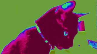 Captain Beefheart - Lick My Decals Off, Baby