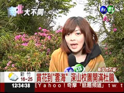 石碇.烏來杜鵑開 賞花不必人擠人