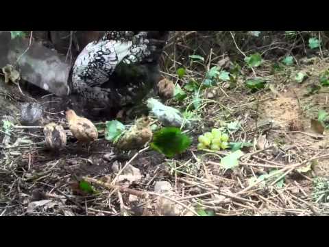 Haubenhühner Naturbrut - 4 Wochen alte Hühner Küken und Glucke Haubenhühner