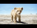 The Lion King 2019 Pumbaa And Timon Meet Simba