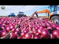 8 9 Billion Pounds Of Onions Harvest By American Farmers This Way Agriculture Technology