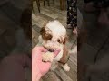 Mini Bernedoodle dogs for sale: EMMA - FEMALE Mini Bernedoodle 2 - Video 3