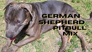 The German Shepherd Pitbull Mix: Strength, Loyalty, Intelligence