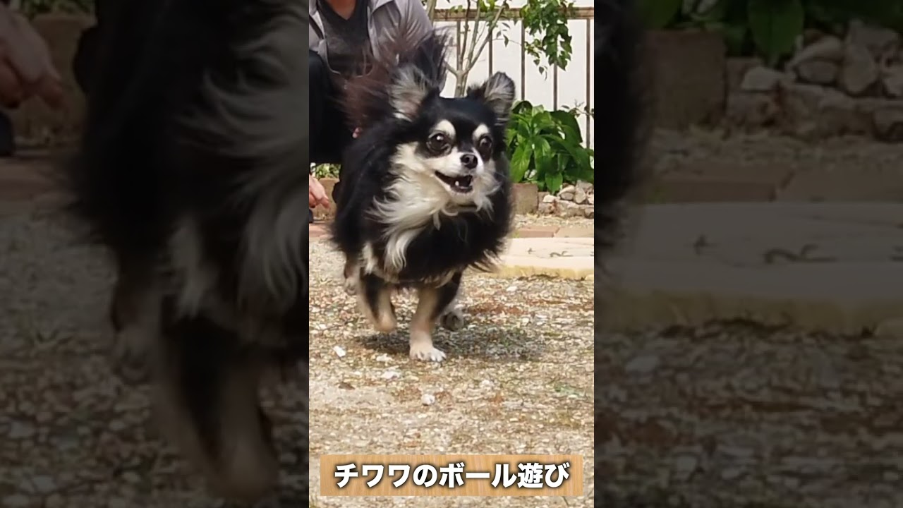 チワワのボール遊び #shorts