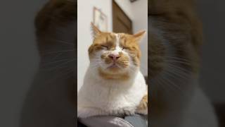 会話する猫🐈もんちゃんとおしゃべり🐈　#かわいい #cat #もんちゃん #cute #猫動画 #ねこ #猫のいる生活 #ネコ #元野良猫 #保護猫 #よく喋る猫 #ボイスチェンジャー