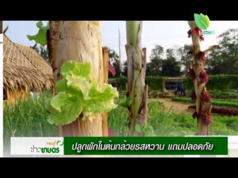 ปลูกผักไร้ดิน