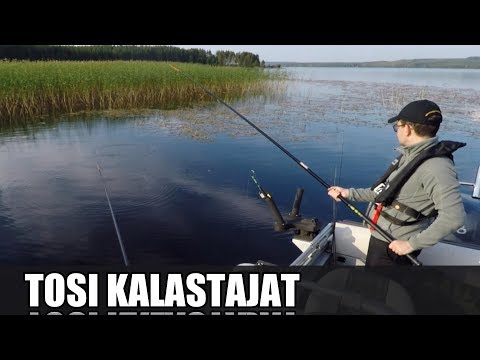 Ahventa onkimassa | syöttinä salakka ja mato