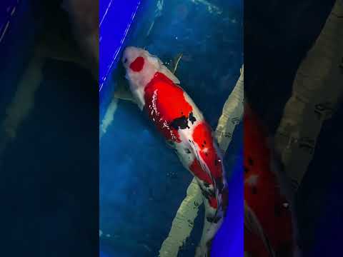 Taking koi pictures!
