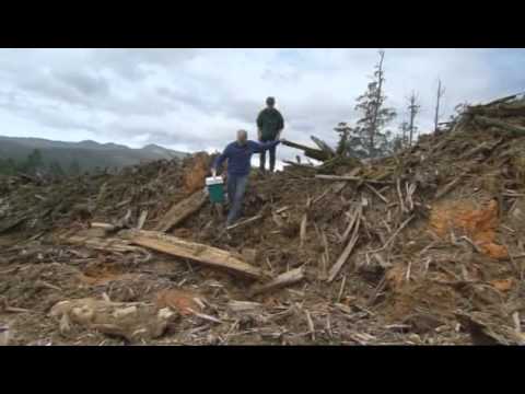 pourquoi la deforestation