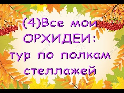 4.ВСЕ мои ОРХИДЕИ:тур ПО ПОЛКАМ СТЕЛЛАЖЕЙ.С днем рождения,Татьяна Балыкова!
