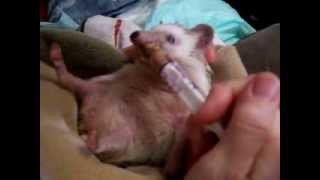 Sir Felix loves his special food!