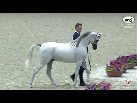 N 175 FALAH AL HAWAJER   Sharjah International Arabian Horse Festival 2022   Yearling Colts Section