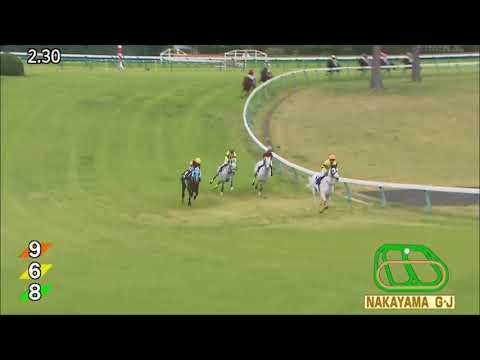 King of run 【US$ 5 million steeplechase horse in Japan】