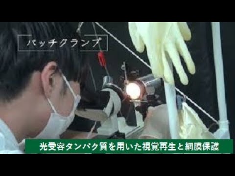 【理工学部】光受容タンパク質を用いた視覚再生と網膜保護