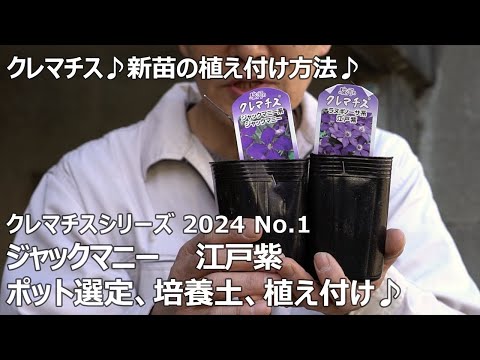 園芸 クレマチスアサオ