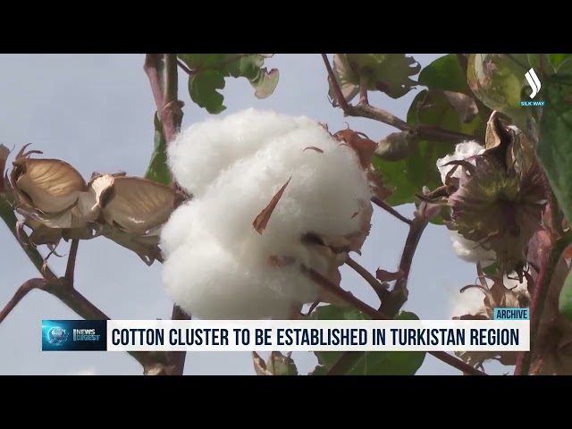 Хлопковый кластер создадут в Туркестанской области