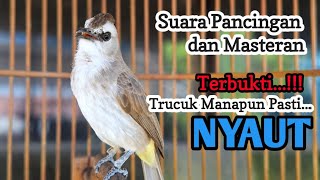 Download lagu trucukan gacor TARUNG ROPEL PANJANG pancingan trucukan agar bunyi jadikan burung trucuk gacor NYAUT mp3