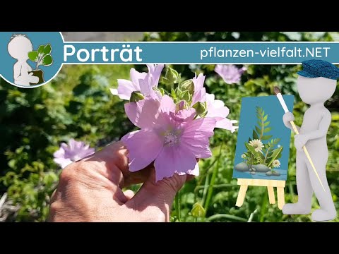 🖼️ Porträt 124 - Rosen-Malve 🌹🌸 (Malva alcea) - Steckbrief (Essbar)