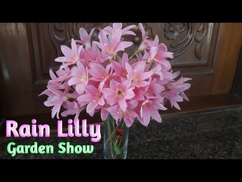 Lily  lily flowers RainLily   Lilies  Lilly garden  ലില്ലി  Lily  Gardening Abdul Kareem C A Manjaly
