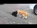 Loud Cat Fight Between An Orange And Black Cat HiCatEvil