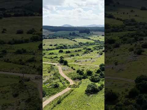 Venta de Campo en Pan de Azúcar 35 hectáreas