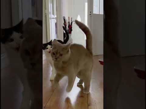 Pablo slapped Luna and ran away