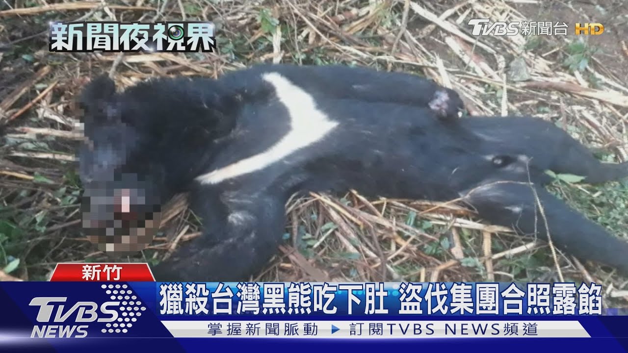 盜伐樹林還不夠！山老鼠竟獵殺台灣黑熊吃下肚