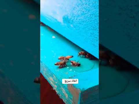 سبحانه رب عظيم الشأن