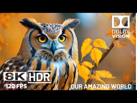 Unique Animal Collection   8K 60 fps Ultra HD Уникальная коллекция животных — 8K  Ultra HD