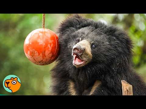 Sloth Bear