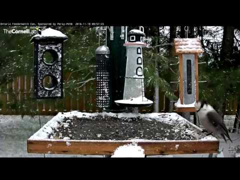 Snowfall Marks the First Gray Jay Visitors – Nov. 18, 2016