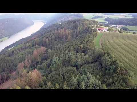 Holzschlägerung wegen Borkenkäfer in Waldkirchen