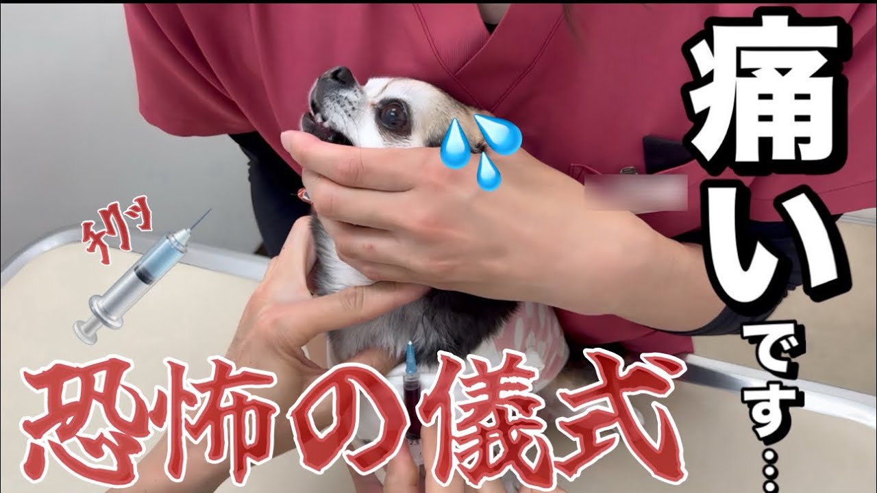 診察台で固まってしまいいつまでたっても病院が怖いんです(T-T)