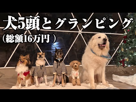 youtube-動物記事1970/01/01 09:00:00