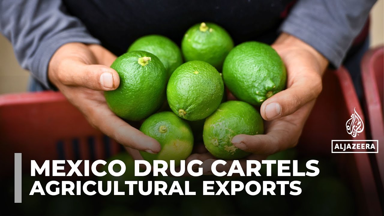 Mexican farmers face threats, extortion as cartels battle for control of agricultural exports