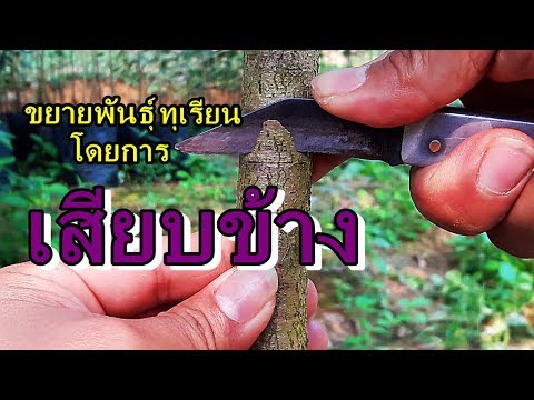คุณต้องกินเพิ่มขึ้นที่มีศักยภาพที่ หนังสือ Alpental ค้อนของ ธ อร์