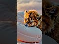Adorable Lion Cub Napping On A Pillow At Sunset