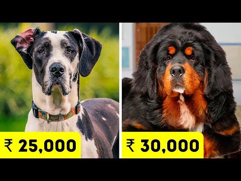 The Most Expensive Dog Breeds in India 2020