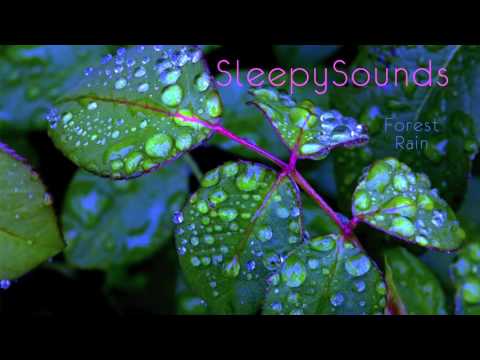 Forest Rain – 9 Hour Soundscape of Rain Falling on Leaves – sleep, ambiance, nature, ASMR