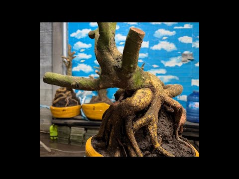 Bi MAI VÀNG MIỀN TÂY đang phát trực tiếp!096.96.56.734