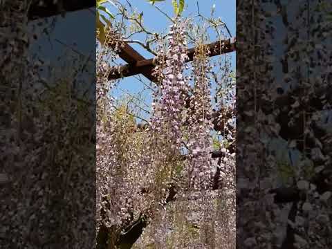 外装カーテンは、空間を装飾しながら保護するのに役立ちます。選び方はこちら！  庭園