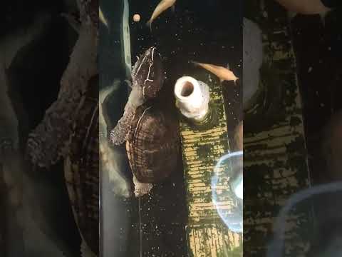 Nathan Day 1176 #shellpuppy #shellbuddy #pets #shorts #reptiles #turtle #music #corydoras #fish #boy