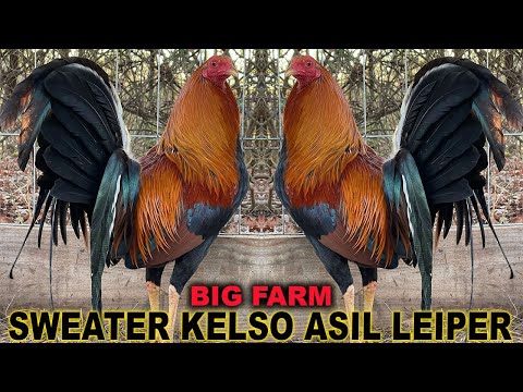 Pure Sweater Kelso Leiper Hatch Asil Grey - Deraz Farm Beautiful Birds
