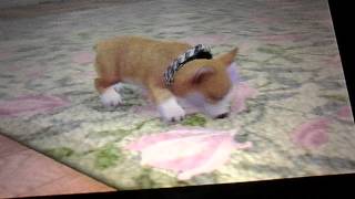 Nintendogs + Cats: help me with a good name for my new dog!