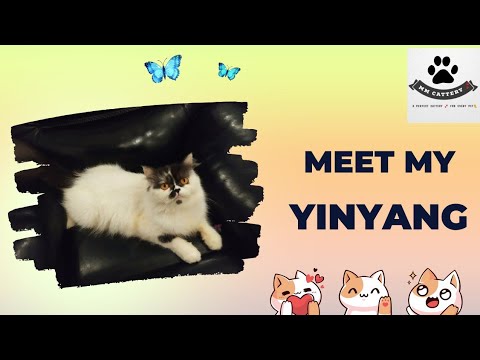 Meet Our Neelam Muneer/yinyang❤️ @neelammuneerteam|MiniVlog #mmcattery #catsoftiktok #cats