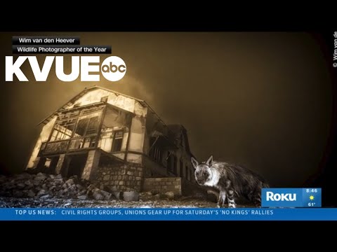 Hyena photo wins 'Wildlife Photographer of the Year' award - YouTube