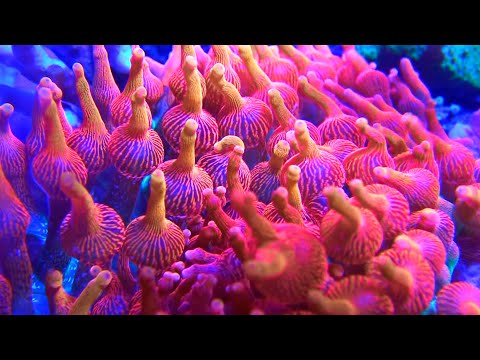 Bubble Tip Anemone Care