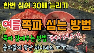 비싼 쪽파씨 지금 심어 30배이상 가을쪽파종자 만들기 여름쪽파 심는 방법 쪽파잠깨우기 휴면타파 쪽파씨종자시세
