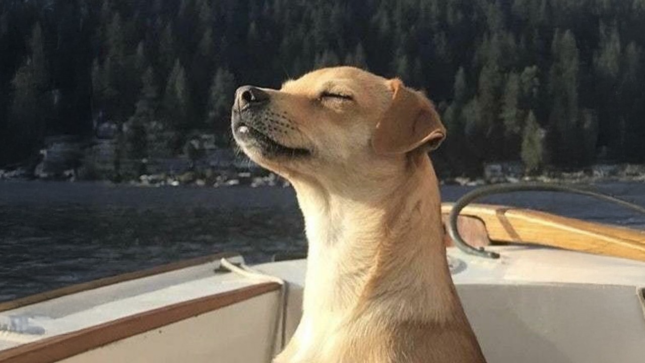 Once in a Billion The Funniest Dogs Moments 🤣 Funniest Animal Videos 2026