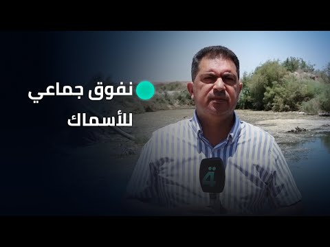 فيديو | بسبب انقاطع المياه.. نفوق جماعي للأسماك في هور ابن نجم شمال شرق النجف الأشرف